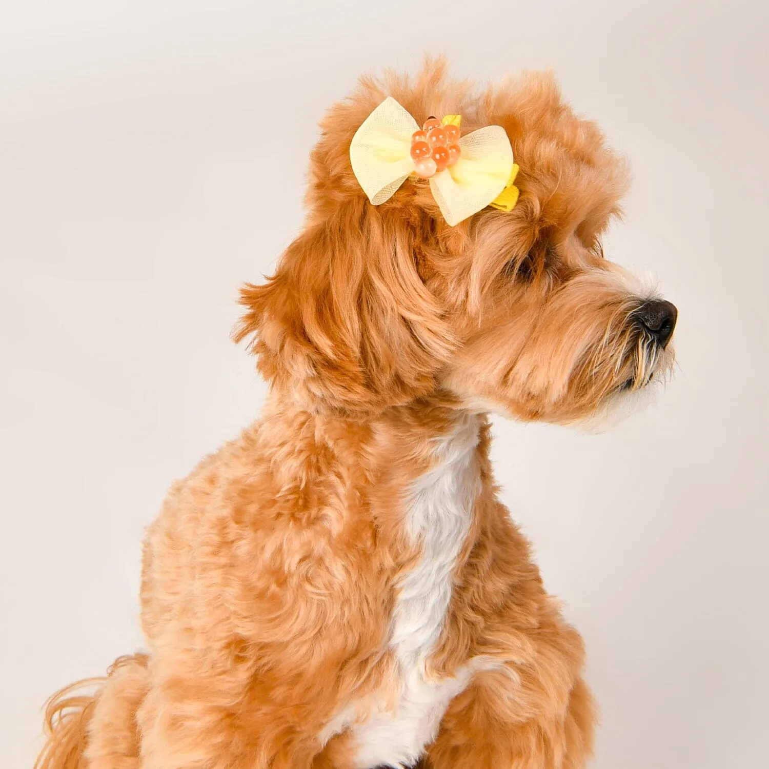 Hair Clip For Dogs